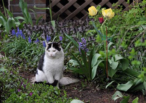 Autres astuces complémentaires pour éloigner les chats du potager. Comment éloigner les animaux de votre jardin? - Le Mag de ...