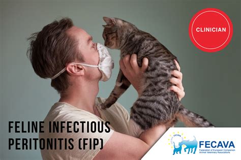 Learn risk factors, symptoms, diagnosis, treatment, and prevention. Feline Infectious Peritonitis (FIP) - FECAVA