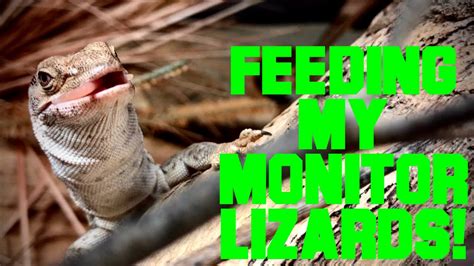 Attempting To Tong Feed All My Monitor Lizards Gilleni Glauerti