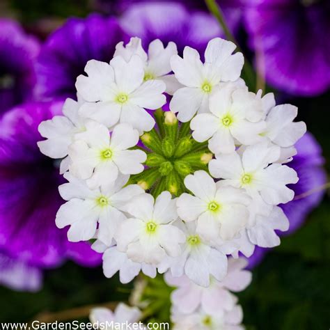 Graines De Verveine Blanche Verveine X Hybrida 120 Graines