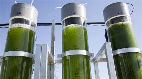 All Natural Algae Biofuels Biofuel Green Energy Green Marketing
