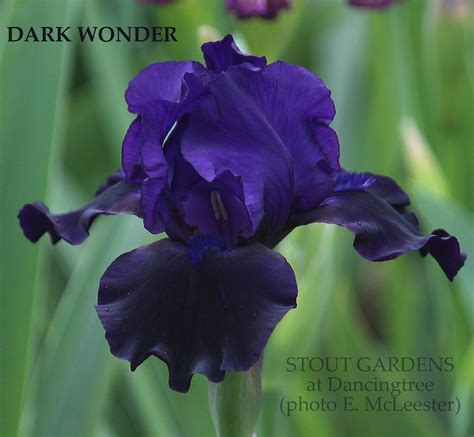 Iris Dark Wonder Blue Flowering Plants Iris Flowers Dark Blue Flowers