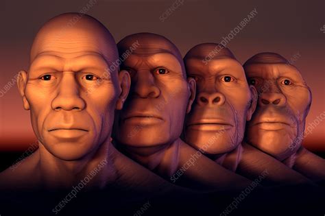 Human Evolution Illustration Stock Image C0255311 Science Photo