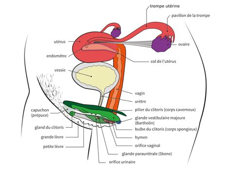 R Le Et Anatomie Fonctionnelle De L Endom Tre