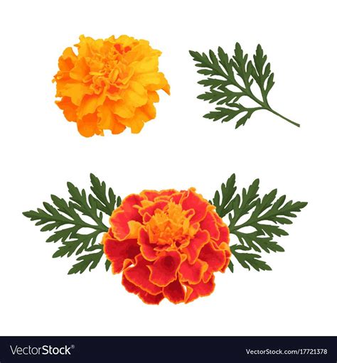 Marigolds Isolated On White Vector Image On Vectorstock Flower