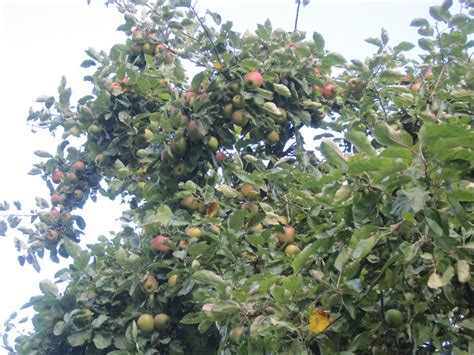 Er zitten meer voedingsvezels in troebel appelsap en ook 4 keer meer antioxidanten dan in helder appelsap. welkom op de appeltuin.nl: september 2011