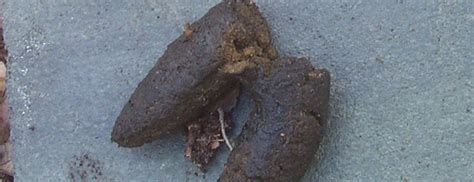 What Do Raccoon Feces Look Like