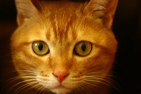 Since cats choose food based upon three characteristics: Feline hepatic lipidosis - fatty liver disease in cats