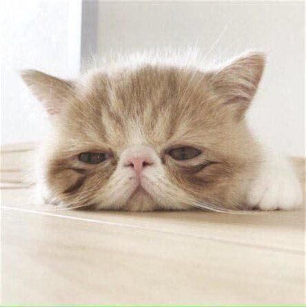 Discover more posts about cat drawing. Pin by Rosemary on Pet | Cute cats, Cute animals, Animals