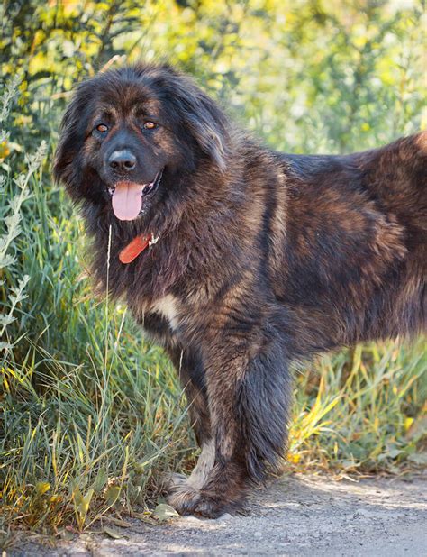 Caucasian Shepherd Dog Breed Temperament Price Puppies Health Issues