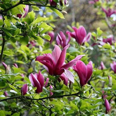Maybe you would like to learn more about one of these? Buy black lily magnolia Magnolia liliiflora Nigra: £29.99 ...