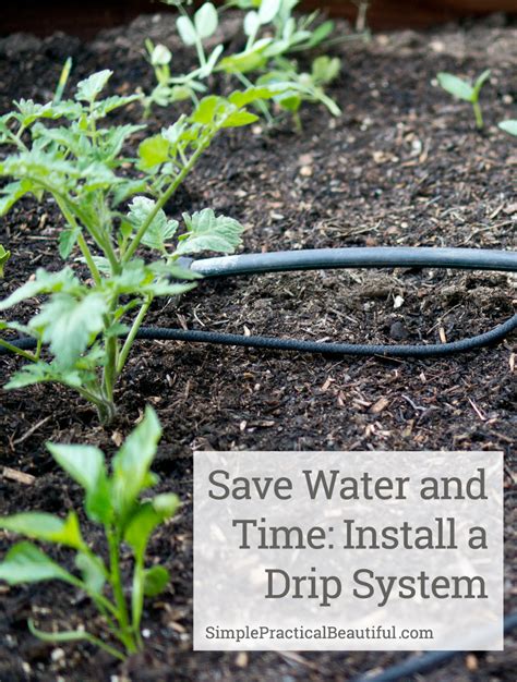A Drip System Is An Easy Way To Save Time And Water Simple Practical
