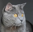 8 Most Fabulous Grey Cat Breeds: Best Of The Best!
