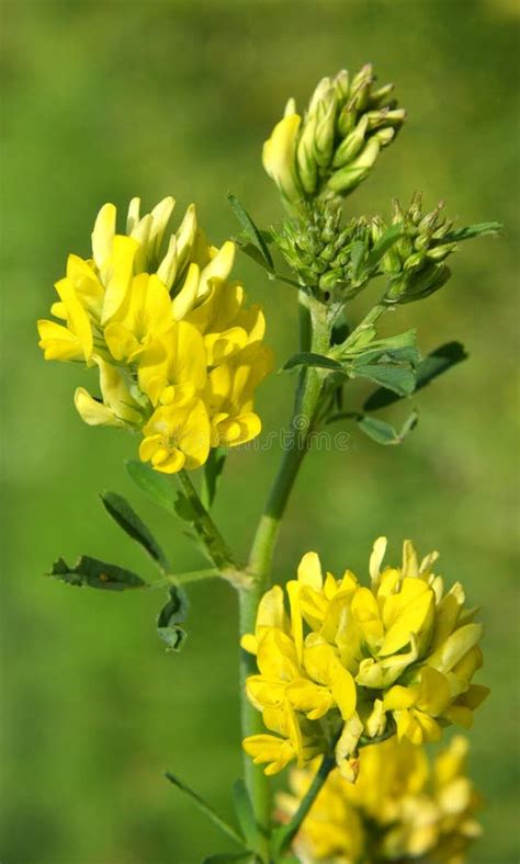 Blossoms Of Alfalfa Yellow Sickle Medicago Falcata Stock Photo Image