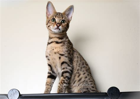 F1s require a raw diet mostly containing raw chicken and some raw ground beef. F2 Savannah Kittens For Sale