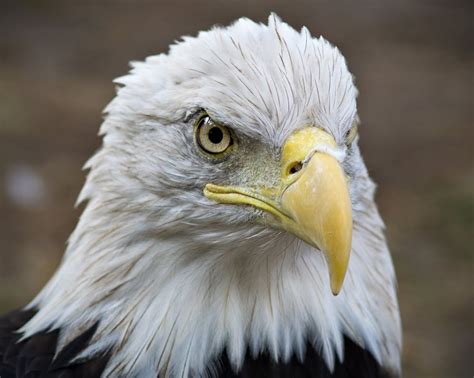 Bald Eagle Headshot Pentax User Photo Gallery