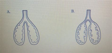 Poniższe rysunki przedstawiają narządy oddechowe przedstawicieli dwóch
