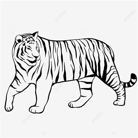 2022 Line Drawing Tiger Tiger Drawing Tiger Sketch Tiger PNG
