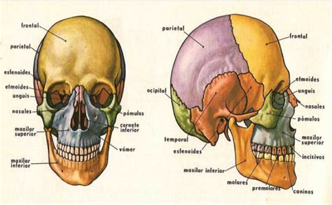 All Categories Anatomía De Bolsillo