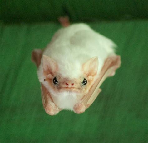 Gothic Charm School Pretty Things Fluffy Bat Is Serious