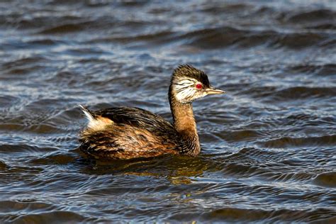 White Tufted Grebe Birdforum