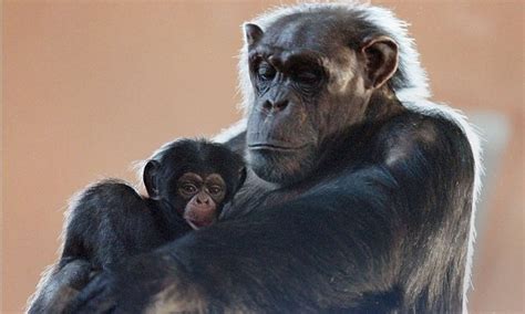 Sex Lives Of Chimpanzees Reveals When We Last Shared A Common Ancestor