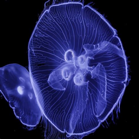 Jellyfish Jellyfish Animal Logo Animals