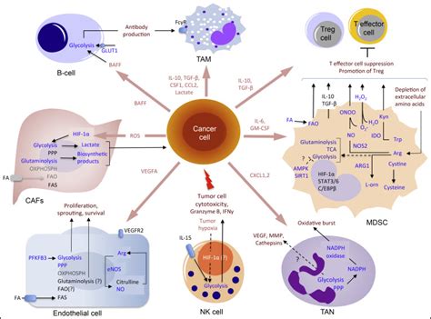 Metabolic Reprogramming Of Immune Cells In Cancer Progression Immunity