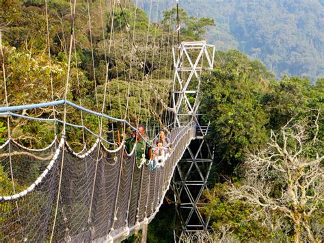 Asamoah gyan 'cries' for his life while walking on kakum national park canopy walk way. Canopy Walk-Chimpanzee Tracking Nyungwe Forest National Park