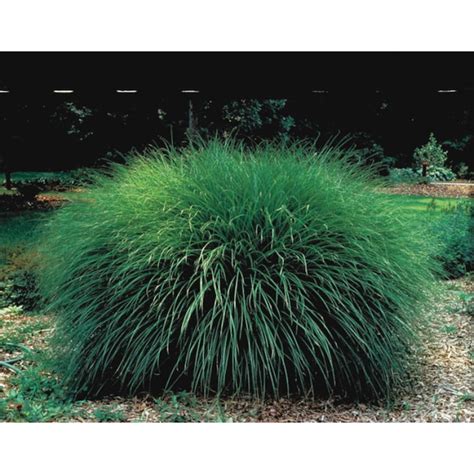 Gardens Alive Waterwise Maiden Grass Miscanthus Sinensis Fast Growth Upright Habit Full