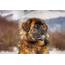 Leonberger  Dog Breeds Facts Advice & Pictures Mypetzilla UK