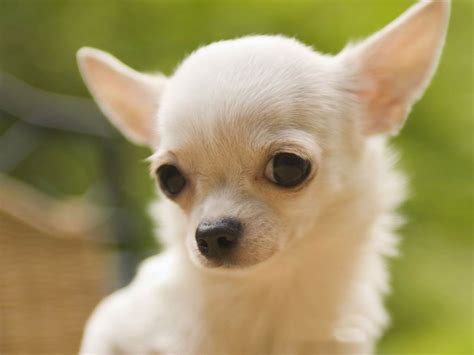 Adopt Chihuahua Dogs In India