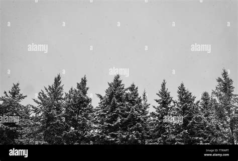 Snow Capped Pine Trees And Cloudy Skies In Winter Stock Photo Alamy