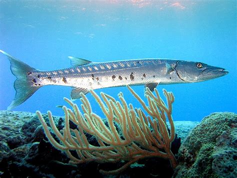 By clicking next, you agree to our privacy policy. Sphyraena barracuda (Great barracuda) (Esox barracuda)
