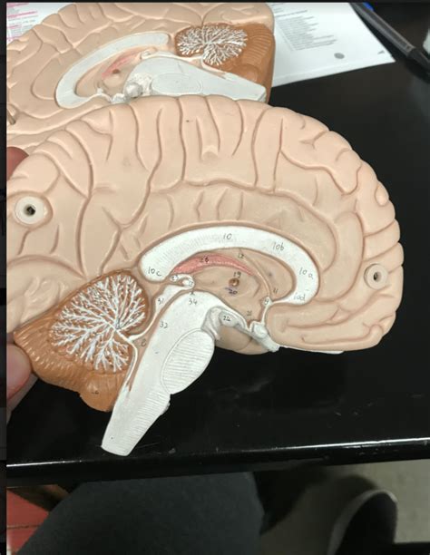 Human Brain Model Mid Sagittal Dissection Diagram Quizlet