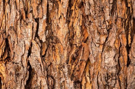 What Causes Bark To Fall Off Trees Find Out Here