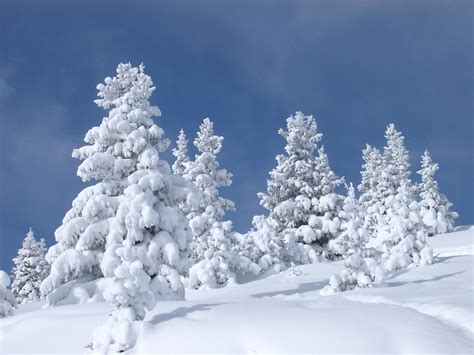 1000 Images About Snow Covered Mountain And Pine Trees On Pinterest