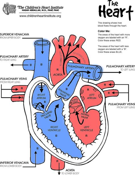 Heart Diagram Drawing At Getdrawings Free Download