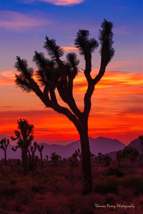 Joshua Tree Sunset 2 By Thomas Parry 500px Desert Life Desert Art