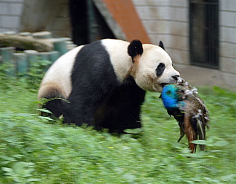 What Kind Of Fish Do Pandas Eat Whatodi