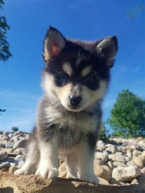 Offers information about puppies for sale, puppies, small puppies, and a variety of puppy breeds including purebred german shepherd, alaskan puppies for sale. Pomsky Puppies For Sale | Irving Park, IL #209208