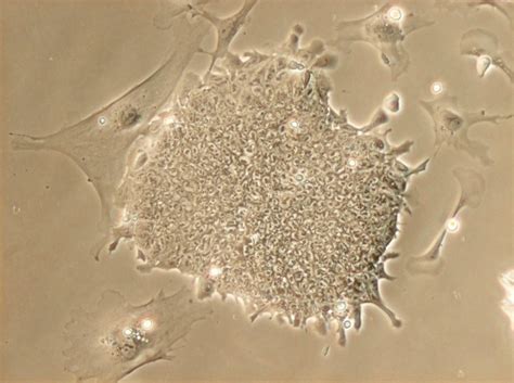 Mouse Embryonic Stem Cells Wellcome Collection
