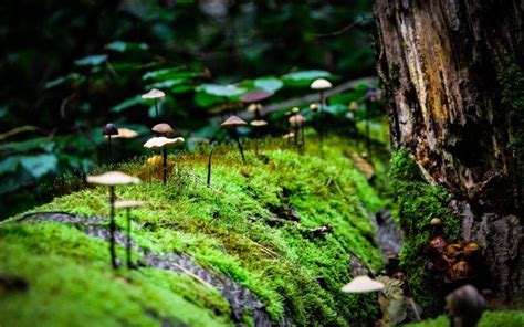 Macro Mushroom Moss Nature Wallpapers Hd Desktop And Mobile