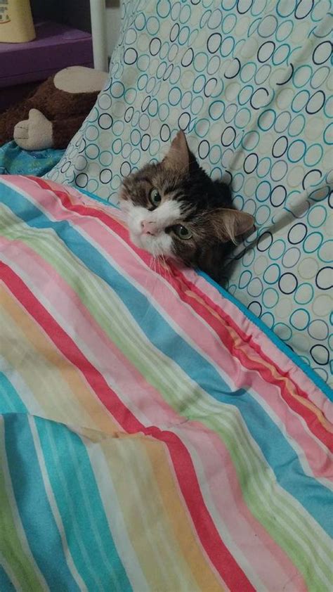Adorable Tucked In Cats Barnorama