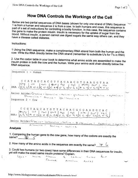 Gene mutation worksheet checks worksheet from dna mutations practice worksheet answers , source: How dna controls the workings of the cell answers ...