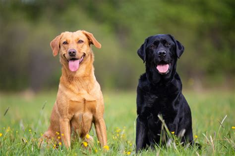 10 Facts About Labrador Retrievers Americas Most Popular Dog Breed