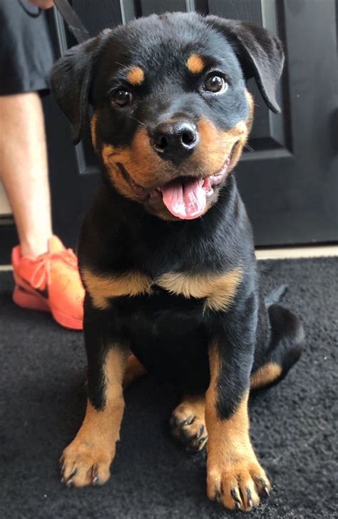 Just like human babies, new pet parents also face a similar predicament what to name their new furry baby. 50+ Unique Exotic Rottweiler Puppy Names - PupsToday