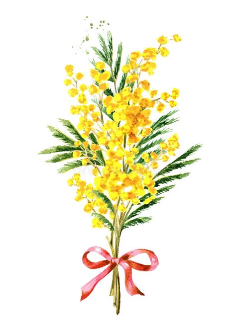 Mimosa Yellow Spring Flowers Set Watercolor Hand Drawn Illustration