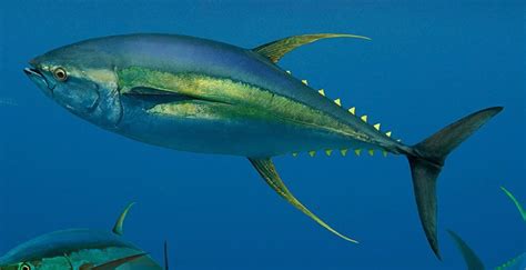 Tuna Fish Yellowfin Bluefin Nutrition Calories And Health Benefits