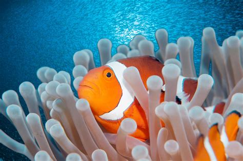 The pet lodge has stock for 99% of enquiries, including aquariums, food and filtration for fish as well as over 100 species of fish including cold water, tropical and marine. Do You Know Where Your Aquarium Fish Come From?